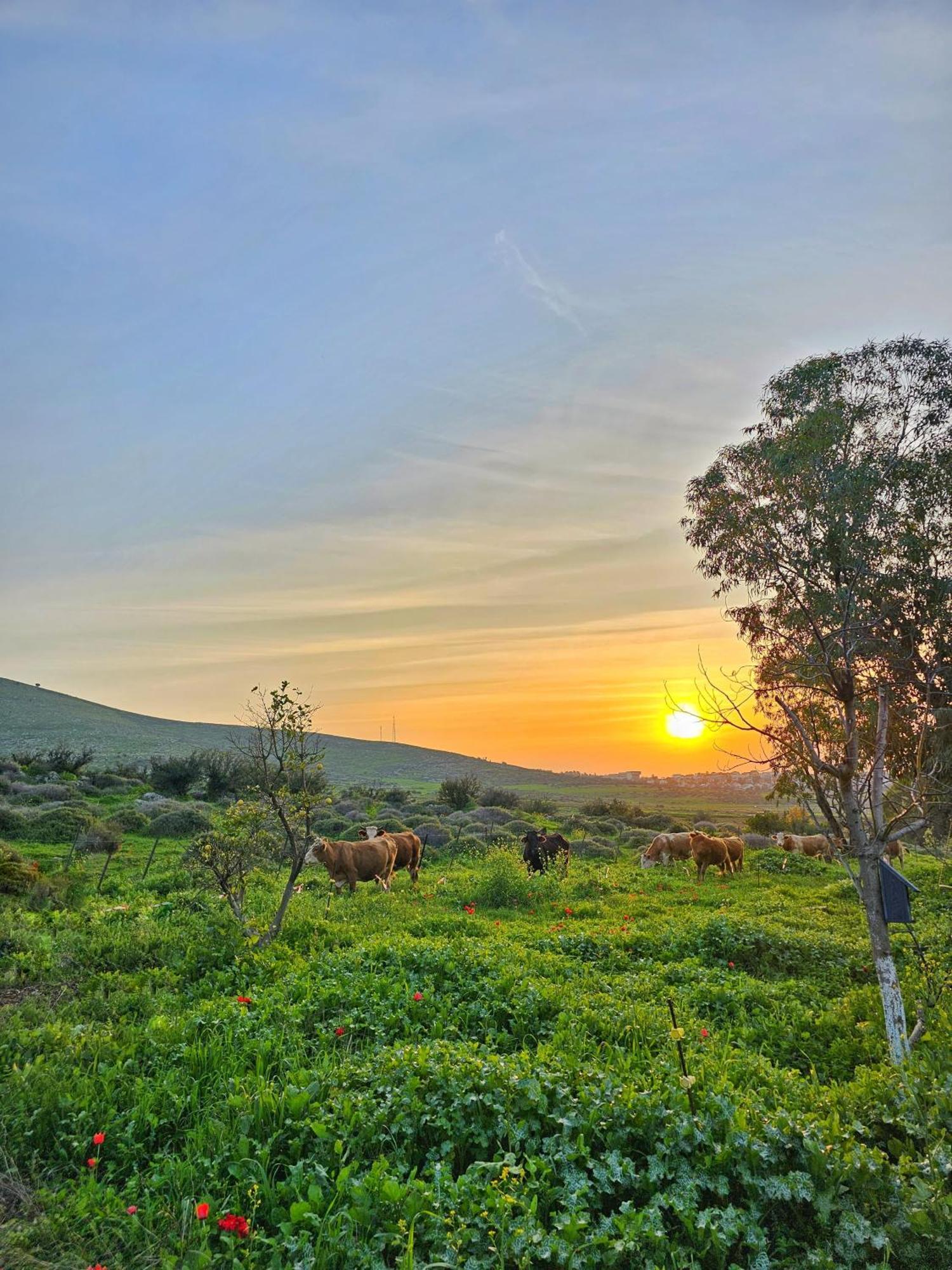 זריחה למרגלות הגלבוע Villa Nurit Dış mekan fotoğraf